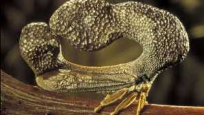 Najpodivnejší hmyz na svete