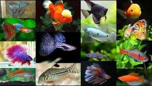Najchytrejšie a drahé akváriové ryby