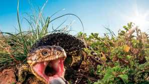 Skrátiť krátky rozsah