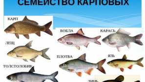 Cyprinidae carp rodina - akvárium a sladkovodné ryby