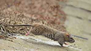 Šedý potkan alebo čerpadlo