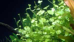 Jadro v tvare zoznamu alebo jadro japonského obsahu foto popis.