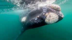 Severná hladká veľryba