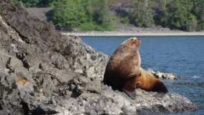 Severný morský lev