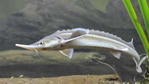 Šitie šírenia doma