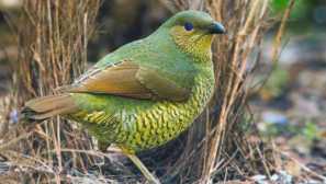 Satén v tvare piesku