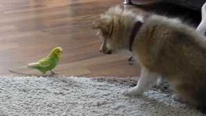 Puppy dal padlý papagáj na mieste