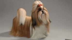 Shi-tzu: domáce obľúbené