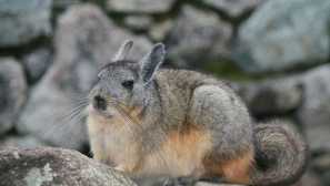 Chinchilla - starostlivosť a údržba doma