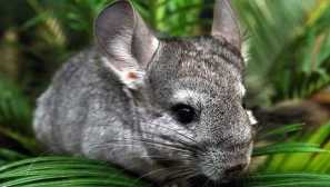 Chinchilla. Starostlivosť a údržba doma