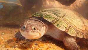 Tichý alebo africký pin