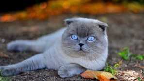 Scottish holly cat: charakter a popis plemena