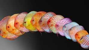 Symphizodon: popis, obsah, reprodukcia.