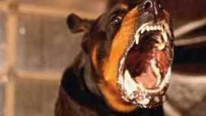 Príznaky besnoty u ľudí po uhryznutí zvierat