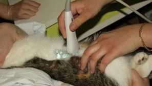 Symptómy a liečba urolitiázy u mačiek doma