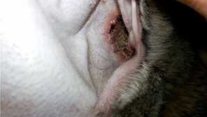 Príznaky a liečba ušných kliešťov v králikoch