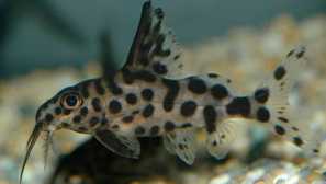 Synodontis dalmatín: obsah, popis, fotografia, reprodukcia
