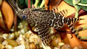 Synodontis nigriventis (synodontis nigriventis): popis, obsah.