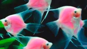 Scalaria obyčajný | Svet zvierat a rastlín