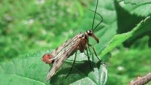 Sorpionitsa obyčajný