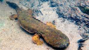 Hydionionabernik allingien