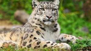 Snow bars: popis zvierat a jeho fotografie