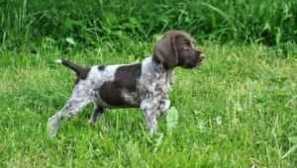 Drathaar dog - vlastnosti a popis povahu