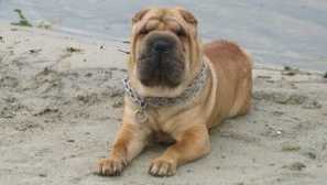 Sharpey dog: charakteristiky a štandardy plemena, recenzie vlastníctva