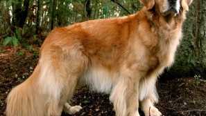 Čo sú psi náchylné k obezite