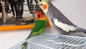 Hlboký obsah s zvlnenými papagájmi a inými vtákmi