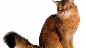 Somálska mačka: somálsko popis, starostlivosť