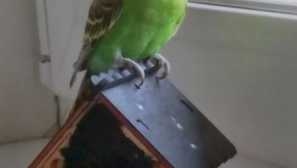 Forty chcel komunikovať, ale papagáj bol proti