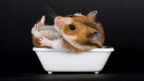 Tipy na organizáciu spojky z piesku pre škrečok