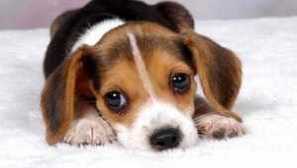 Zoznam užitočných vitamínov pre psov rôznych plemien