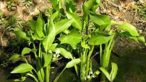 Šípka širokej -eaved, šípka eaton - aquarium rastliny.