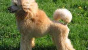 Zrážky pudla: štandard (viac ako 60 obrázkov)