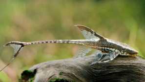 Sturisoma Panaman Popis Obsah Chovného chovu