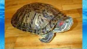 Pozemná korytnačka ako domáce zviera