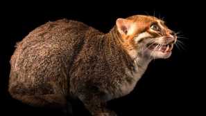 Sumatran cat