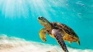Korytnačka polievky alebo morská zelená korytnačka
