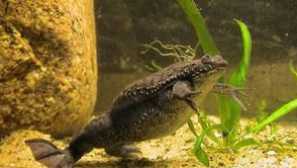 Suriname pips: fotografie, popis a vlastnosti žaby