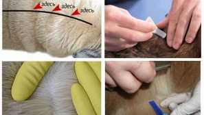 Tablety z červov pre mačky. V akých prípadoch sa vyžaduje ich príjem