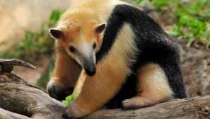 TAMANDA - Exotické domáce zvieratá Svet zvierat a rastlín