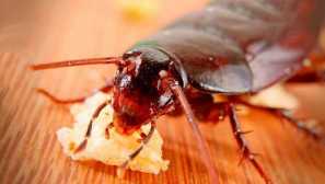 Čierny šváb, alebo východný šváb