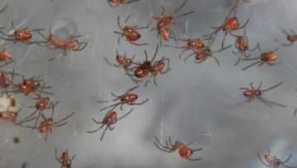 Tatufoto.tattoo community black widow