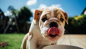 Tepelný úder u psa