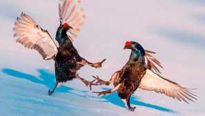 Teterev-kosah, alebo terén