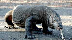 Top 10 najstrašnejších zvierat na svete