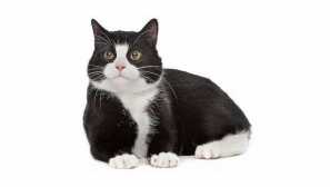 Top 12 cat plemená s čiernou a bielym farbou