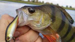 Top 5 wobler na ostrie